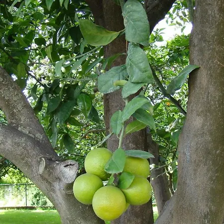 Banana A Апартаменти *